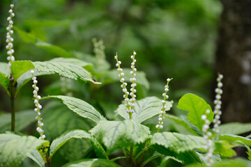 フタリシズカ、二人静のつぼみ。