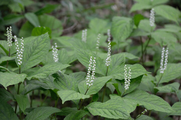 フタリシズカ、二人静のつぼみ。