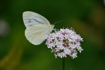 花の蜜を吸うモンシロチョウ、横顔。