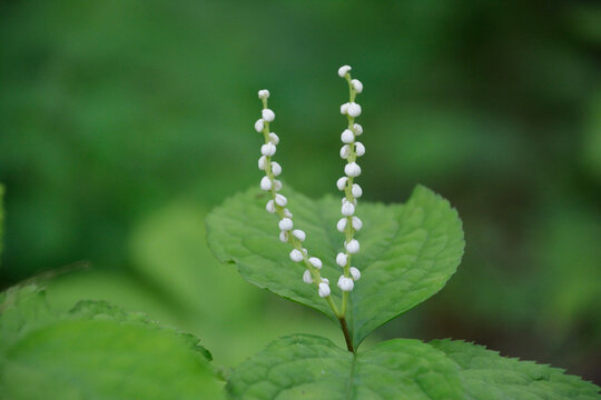 52 Best 二人静 Images Stock Photos Vectors Adobe Stock