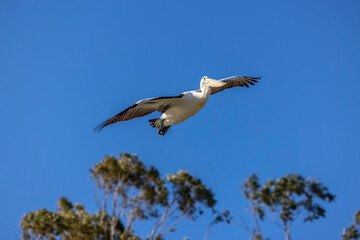 Pelican in Flight
