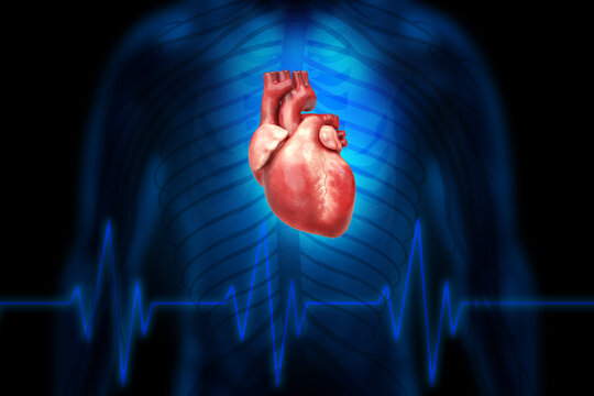 3D illustration f Human Heart.