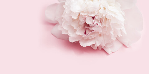 White peony flower on pink background with copy space. Flowery postcard for summer holiday