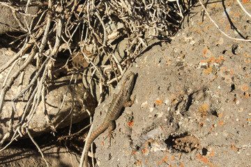Lagartija en el desierto patagónico