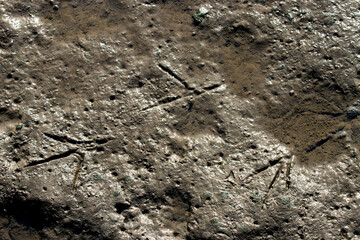Shorebird footprints in marsh mud