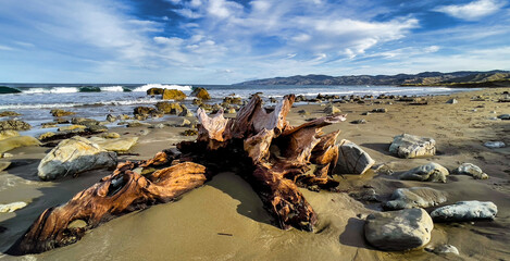 Natural beautiful driftwood on the deserted sandy remote beach at Flat Point Wairarapa New Zealand - Powered by Adobe