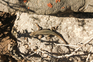 Lagartija en el desierto patagónico