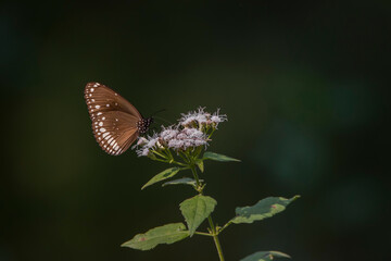 Common Indian Crow Butterfly resting on a flower, side view in a blurred background, seen in a India.