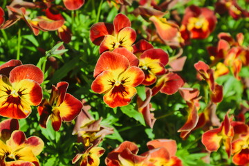 red and yellow flowers