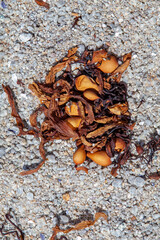 Pile of dried kelp on sand on California beach