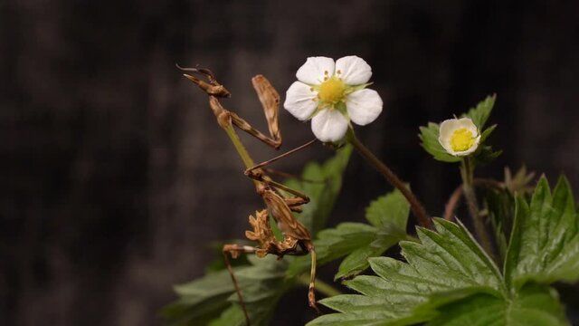 Macro shot of a conehead mantis standing near a white flower.