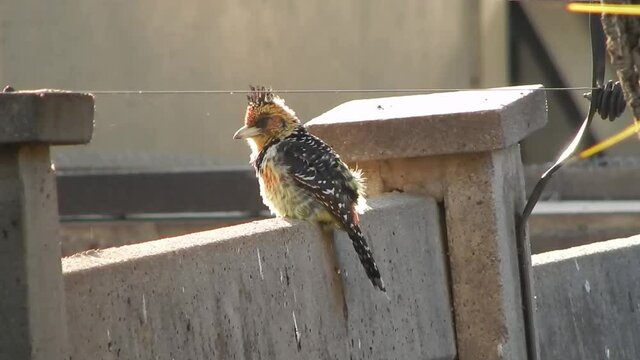 a Crested Barbet sitting on a concrete wall.