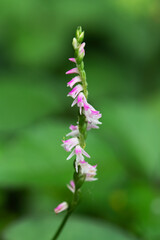 一本だけ離れた場所で咲くネジバナ1