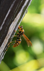 巣の材料にするため乾いた木材を削るキアシナガバチ1