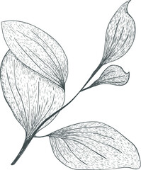 hand drawn sketch of leaves beautiful leave sketch