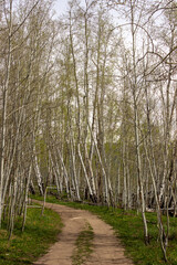 trees in the forest, path in the forest, path in the aspen trees, Path in Colorado, Colorado Scenery