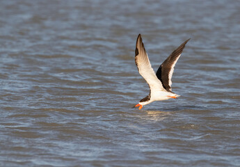 Black skimmers skimming, Texas