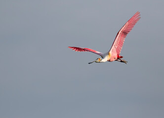The roseate spoonbill  flying in the blue sky with spread wings, Texas