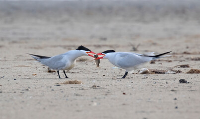 The couple of Forster's Terns (Terna forsteri) in process of mating ritual