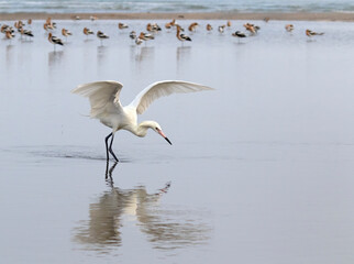 White-Morph Reddish Egret Fishing In Galveston Bay with the flock of American avocets on background