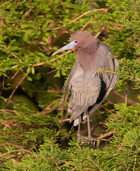 The reddish egret (Egretta rufescens)