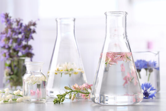 Laboratory glassware with different flowers on light table. Essential oil extraction