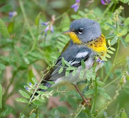 Northern parula (Setophaga americana) in a tree during spring migration in southern Texas..
