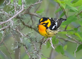 Blackburnian warbler (Setophaga fusca) during spring migration in Galveston, Texas