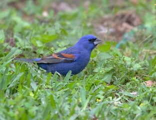 Blue grosbeak (Passerina caerulea) feeding in the green grass