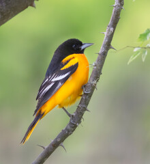 The Baltimore oriole  during spring migration. Galveston, Texas, USA