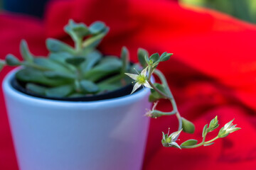 Macro abstract view of tiny flower buds and blossoms on a graptoveria succulent potted houseplant with red defocused background in dappled sunlight
