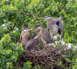 Great blue herons (Ardea herodias) in the nest with nestlings, Houston area, Texas, USA
