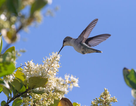 Female of ruby-throated hummingbird feedeng on  flowers