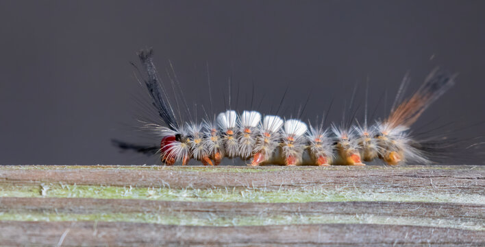 White marked tussock moth (Orgyia leucostigma) caterpillar