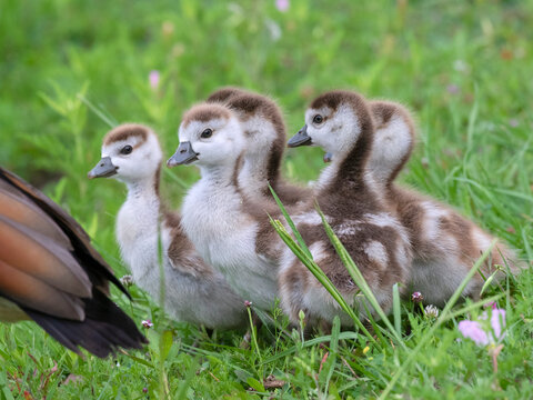 Egyptian gooslings (Alopochen aegyptiacus) in a park, Texas, USA