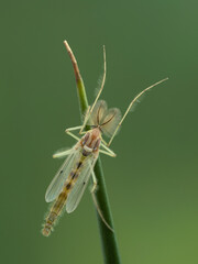 P5160040 dorsal view of a male nonbiting midge (chironomid) with chacteristic plumose antennae cECP 2021