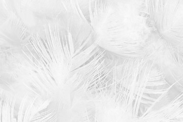 white feather wooly pattern texture background