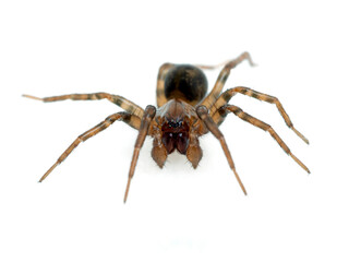 P5260009 mature male wolf spider, Pardosa sp., front view showing palpal bulbs, isolated, vertical cECP 2021