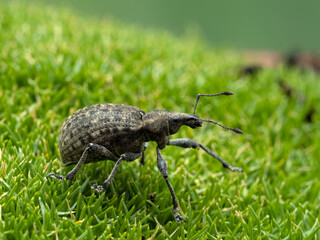 P6050002 Introduced European weevil (Liophloeus tessulatus) on moss cECP 2021