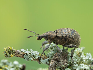 P6050009 Introduced European weevil (Liophloeus tessulatus) on lichen-covered branch cECP 2021