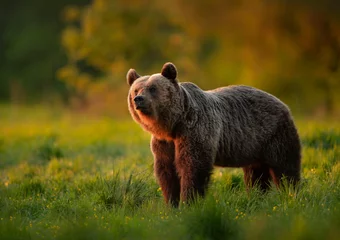 Fotobehang Wild brown bear ( Ursus arctos ) © Piotr Krzeslak