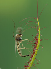 P6050116 nonbiting midge that has been trapped by a fork-leaved sundew plant, Drosera binata cECP 2021