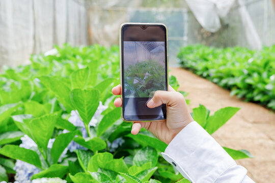 Female hand using phone taking photo beauty green flower field