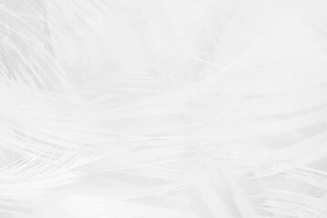 white feather wooly pattern texture background