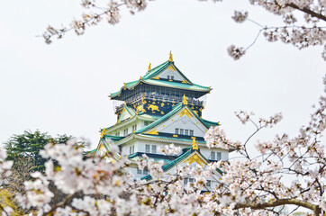 Osaka Castle and Cherry Blossoms blooming in Osaka city, Japan.