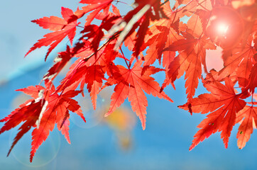 Close up red maple leaves in Autumn season.