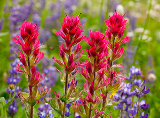 Closeup of delicate Indian paintbrush and purple lupine wildflowers at Mt. Rainier National Park in Washington state
