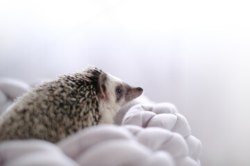 Hedgehogs  close-up in a gray knitted bed on a light blurred background.Pygmy african hedgehog. Pets.Female hedgehog.