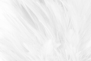 white feather wooly pattern texture background