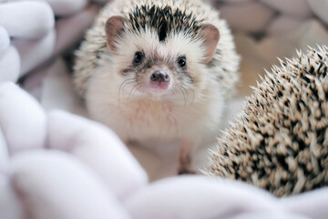 Hedgehogs couple close-up in a gray knitted bed on a light blurred background.Pygmy african hedgehog. Pets.